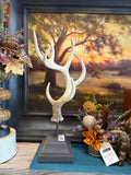 Antler Home Decor