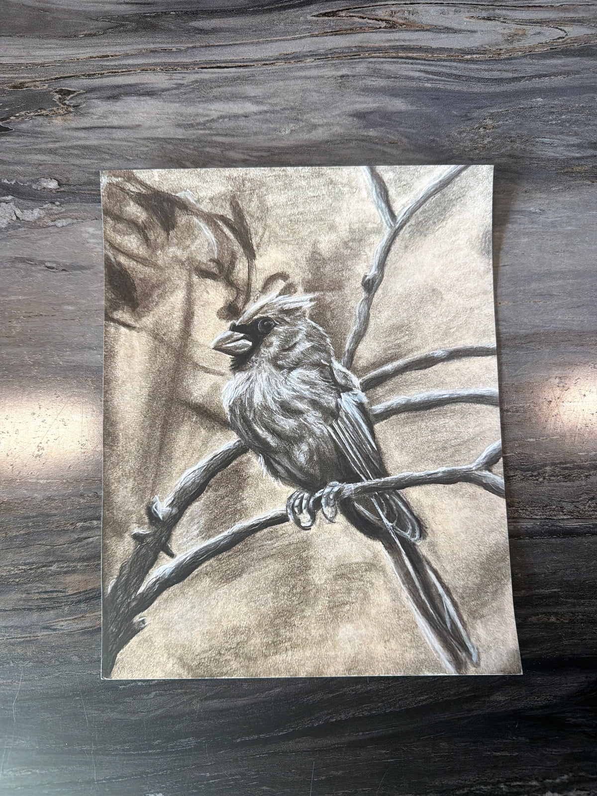 Cardinal Charcoal Fine Art Print, 8x10 Wall Decor
